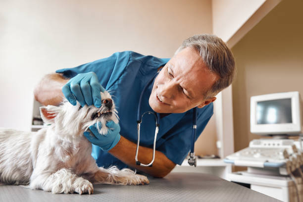 Best Knocked-Out Tooth Emergency  in Roaring Spring, PA
